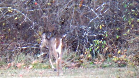 White-tailed deer