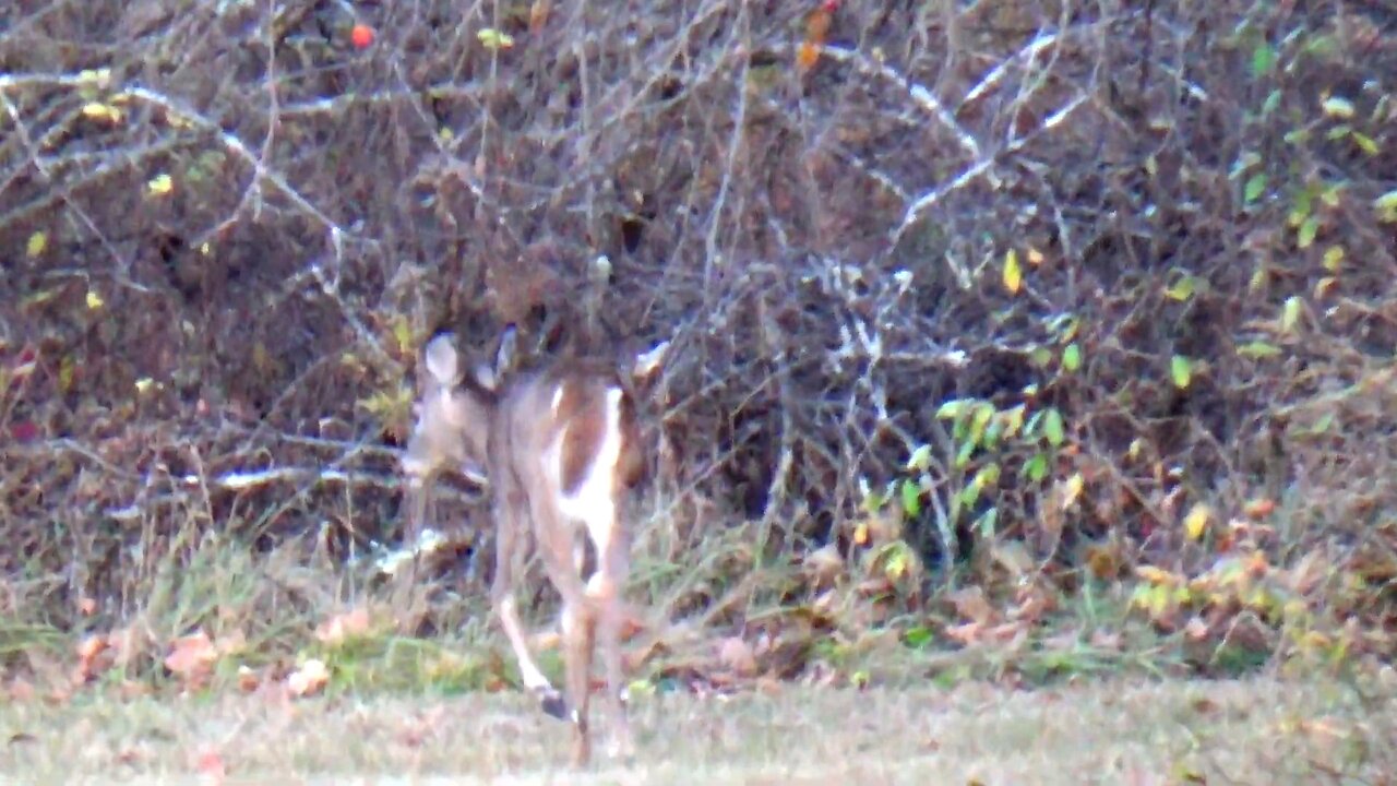 White-tailed deer