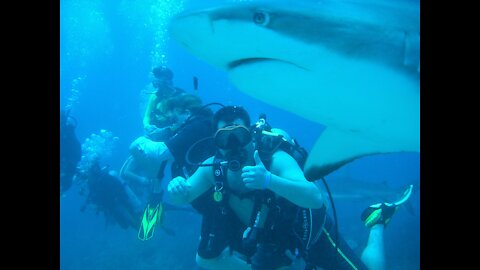 Roatan Shark Feed #1 Aprils first ever! Honduras April 2021