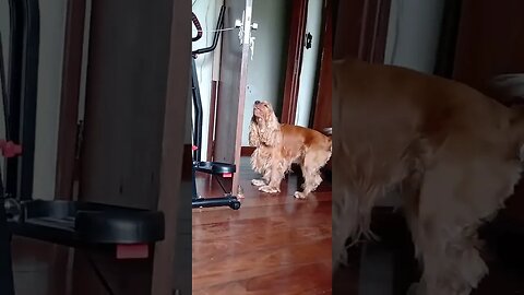 #dogshow , #animals , #dogs , #shorts