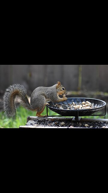 Wood Cat Funny videos| Lovely Wood cat videos and Cut Wood cat