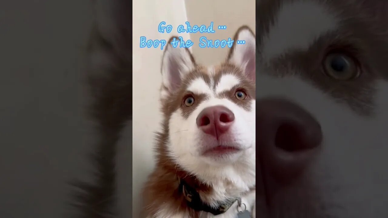 THE CUTEST snoot to boop!!!#puppy #husky #dog #pets #cute #dogs #shorts #puppies #pet