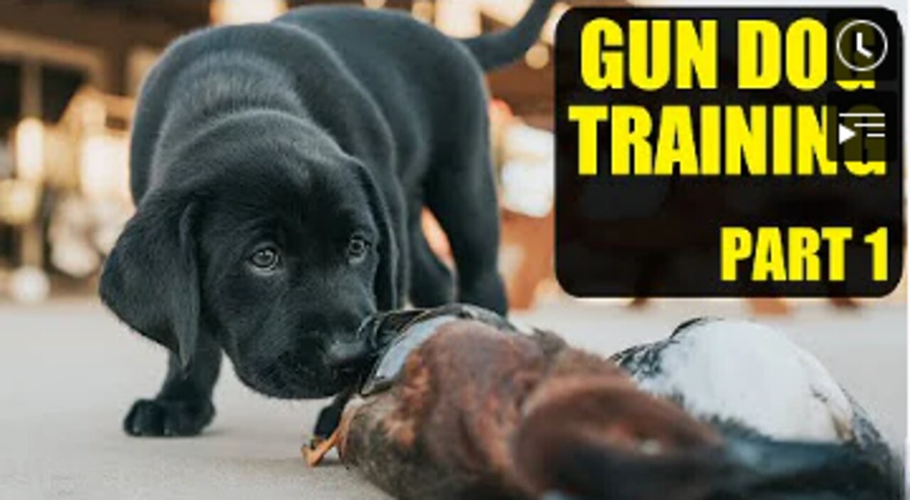 Training A Duck Dog | Pt. 1