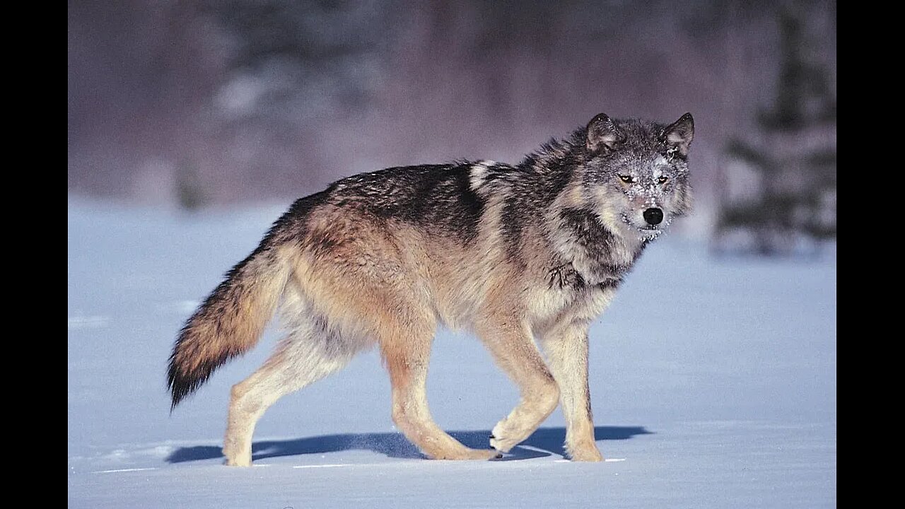 TOP 10 Dog Breeds That Look Like Wolves #shorts #shortsfeed #dogshorts