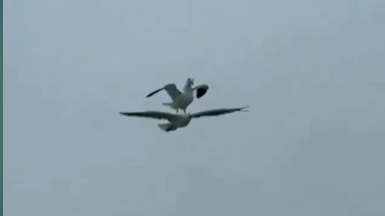 A bird riding on the back of another bird in the sky