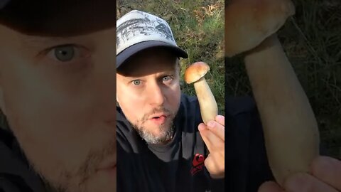 How to find the king of all MUSHROOMS?!🍄🍄🍄