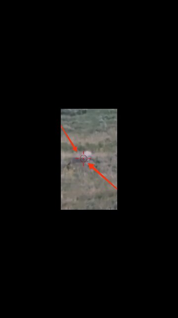 Hunting Coyotes #shorts #dog #animals #hunter #179