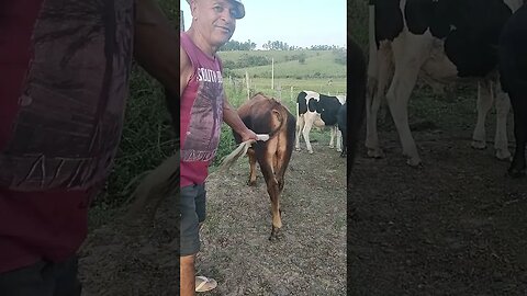 andando no meio dos bois e passando a mão nos Bizzerada #shorts #agro #roça #animals #bicho