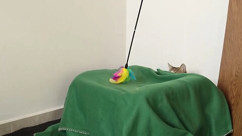 Cute Tabby Cat Stalks the Toy