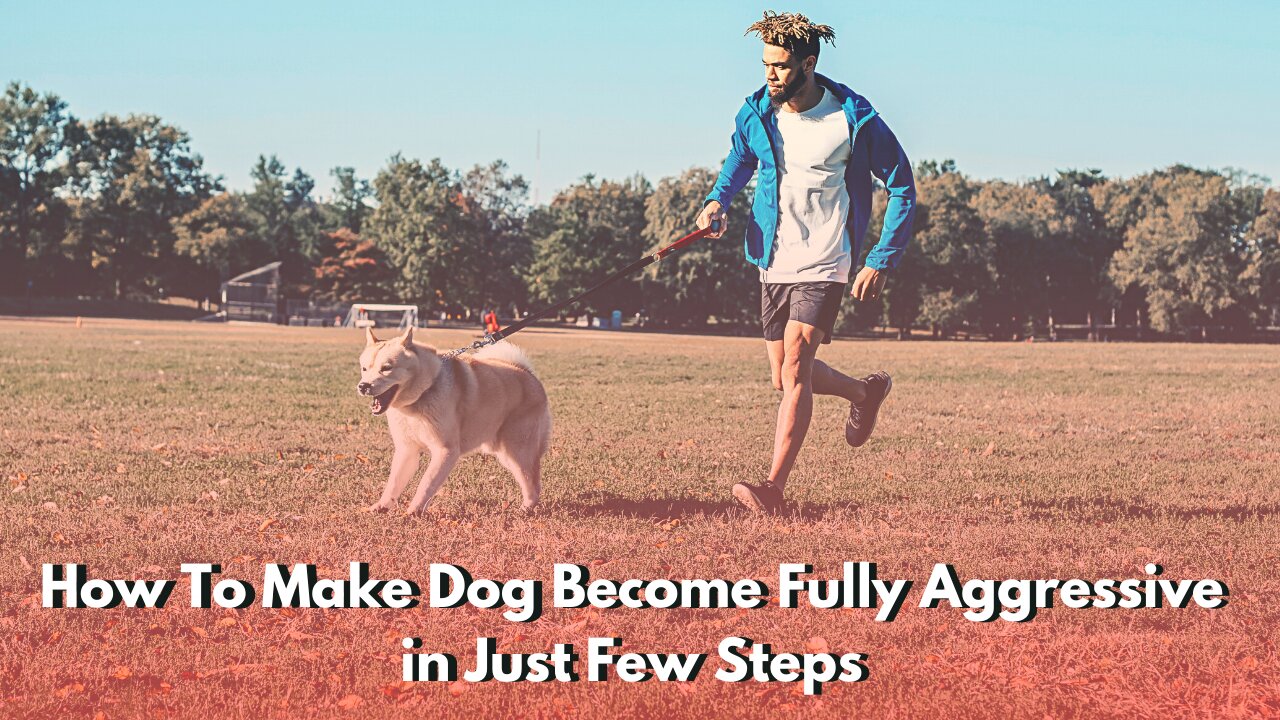 How To Make Dog Become Fully Aggressive in Just Few Steps