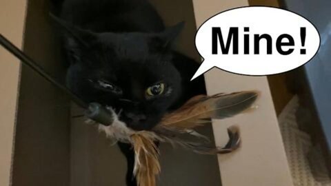 A Beautiful Black Cat Goes Crazy Over A New Toy