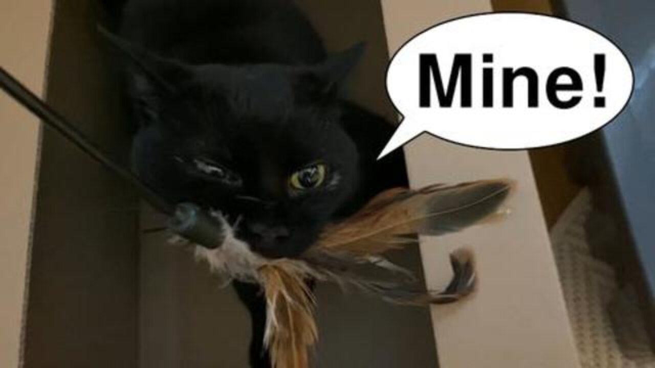 A Beautiful Black Cat Goes Crazy Over A New Toy