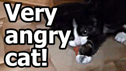 Small but very angry cat. Roars like a big lion.