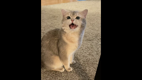 Kittens asking for snacks