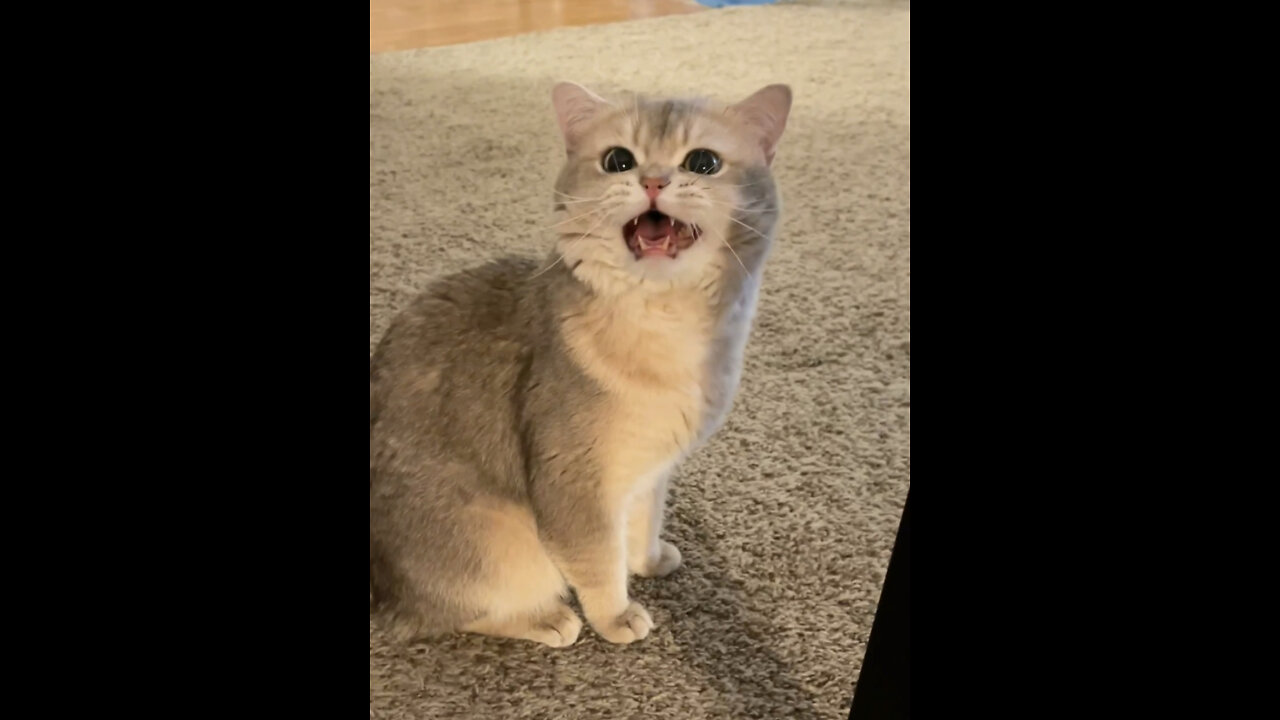 Kittens asking for snacks