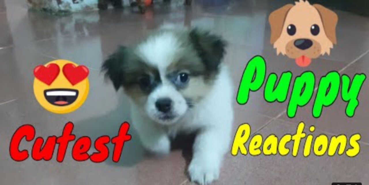 Cute Puppy React When Being Filmed- Cutest Baby Dogs | Viral Dog