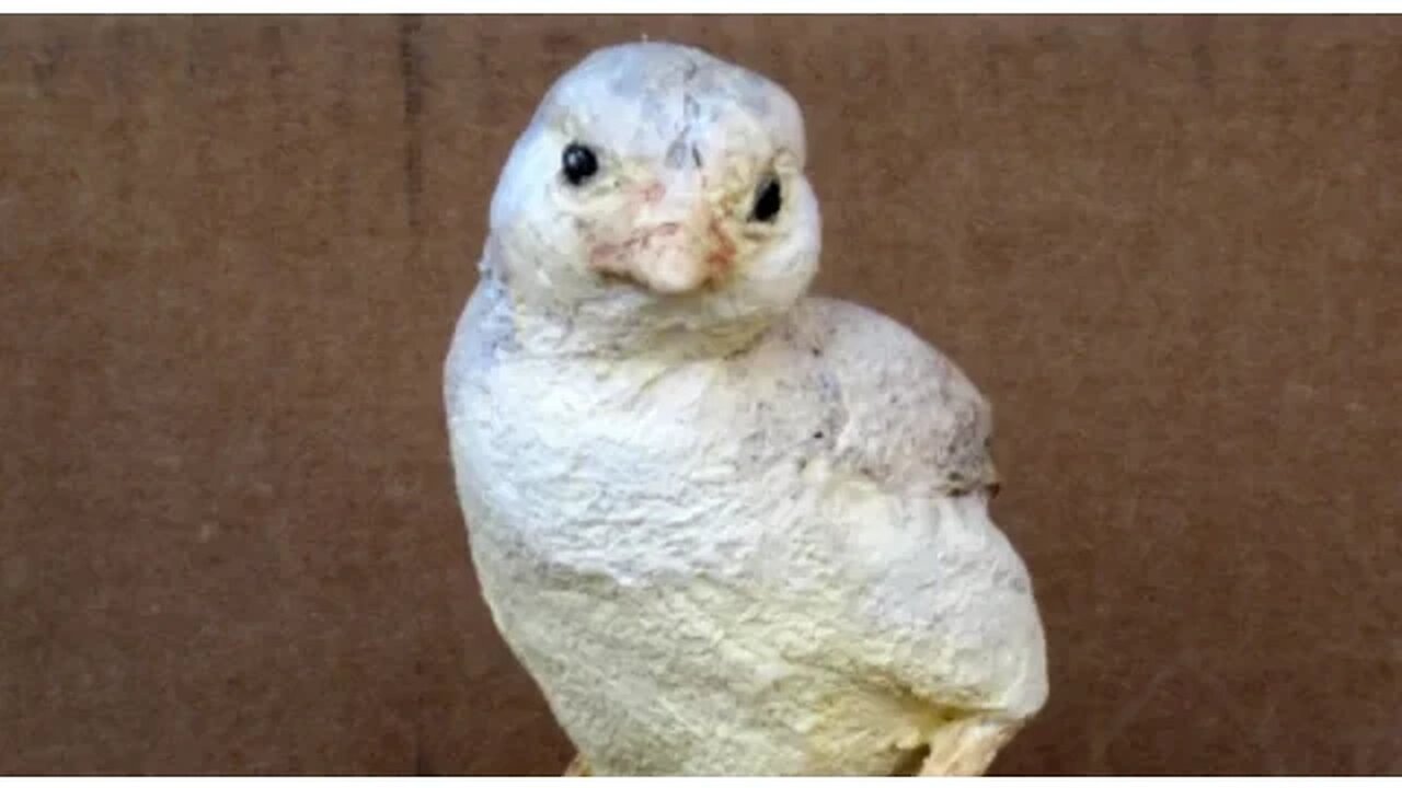 Make a Baby Chick with Paper Mache Clay