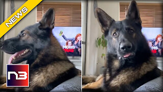 GOOD BOY! Ex-Police Dog STUNS the World with His Sharp Skills