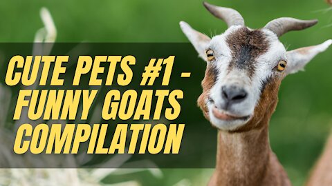 Cute Pets #1 Funny Goats compilation