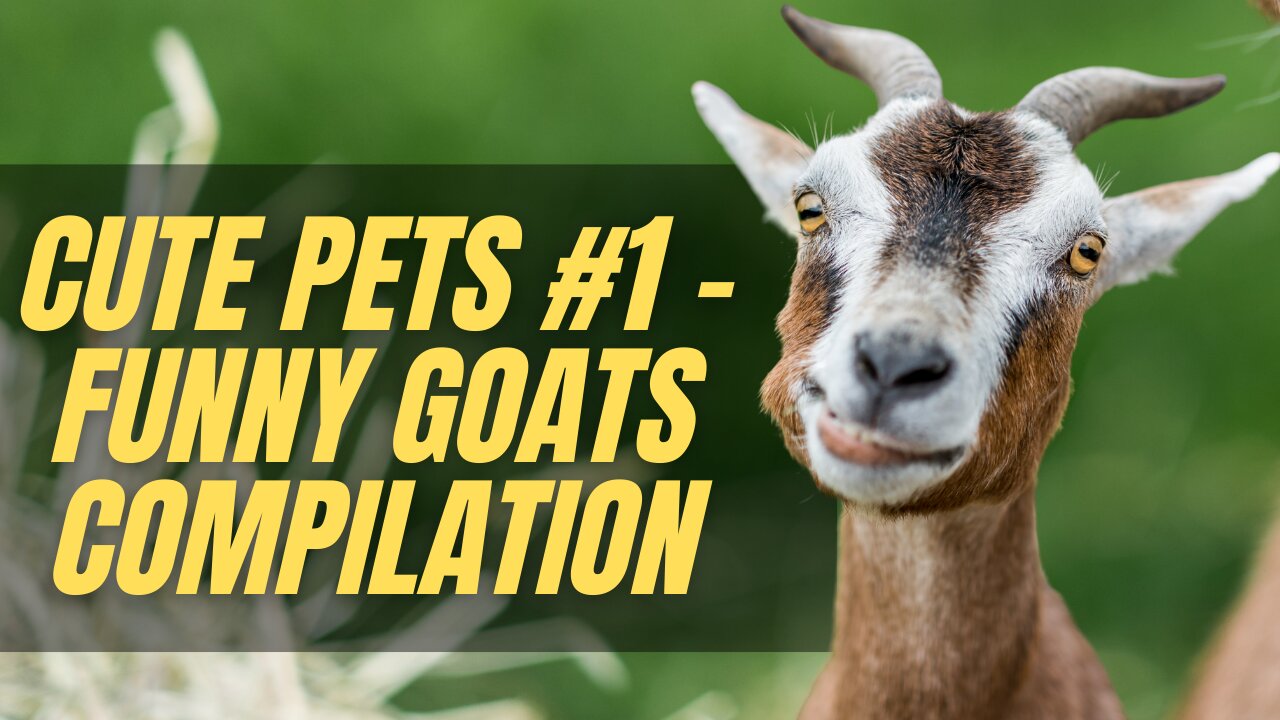 Cute Pets #1 Funny Goats compilation