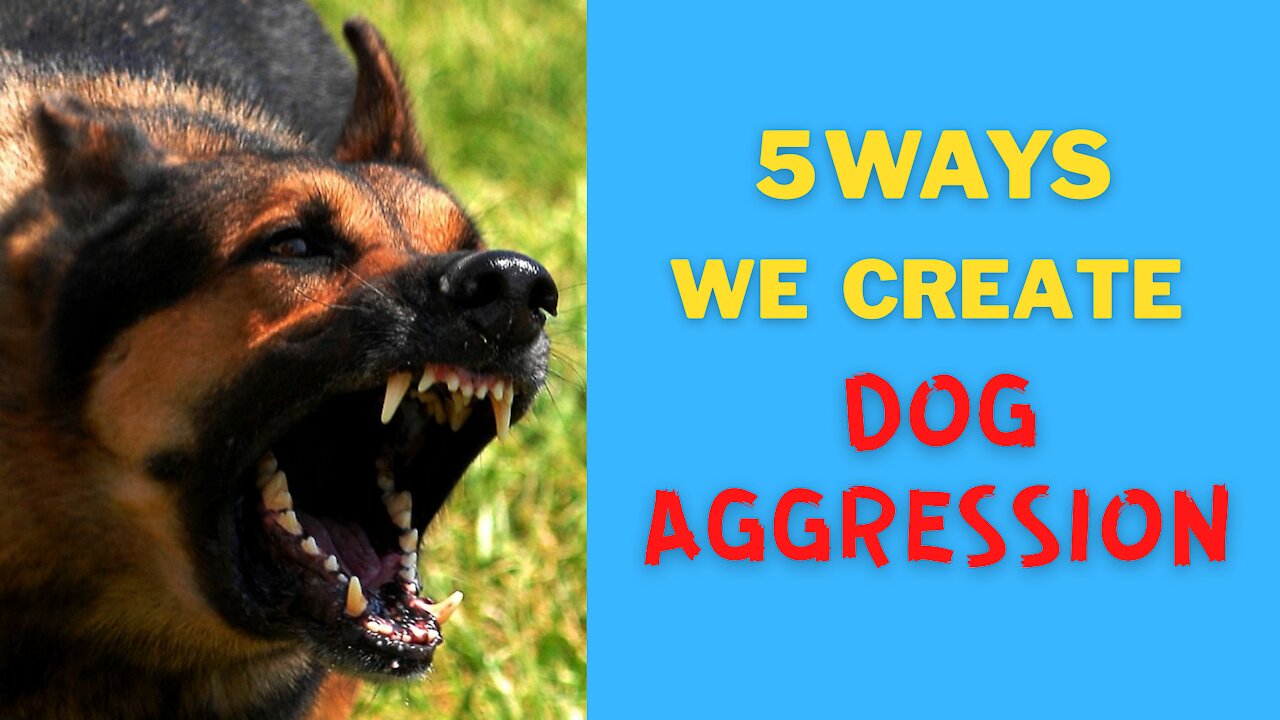 Make your Dog Become Aggressive With Simple Tips.