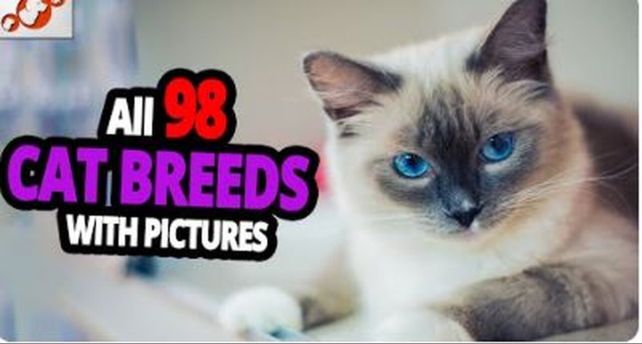 🐈 ALL CAT BREEDS A-Z WITH PICTURES! (ALL 98 BREEDS IN THE WORLD)