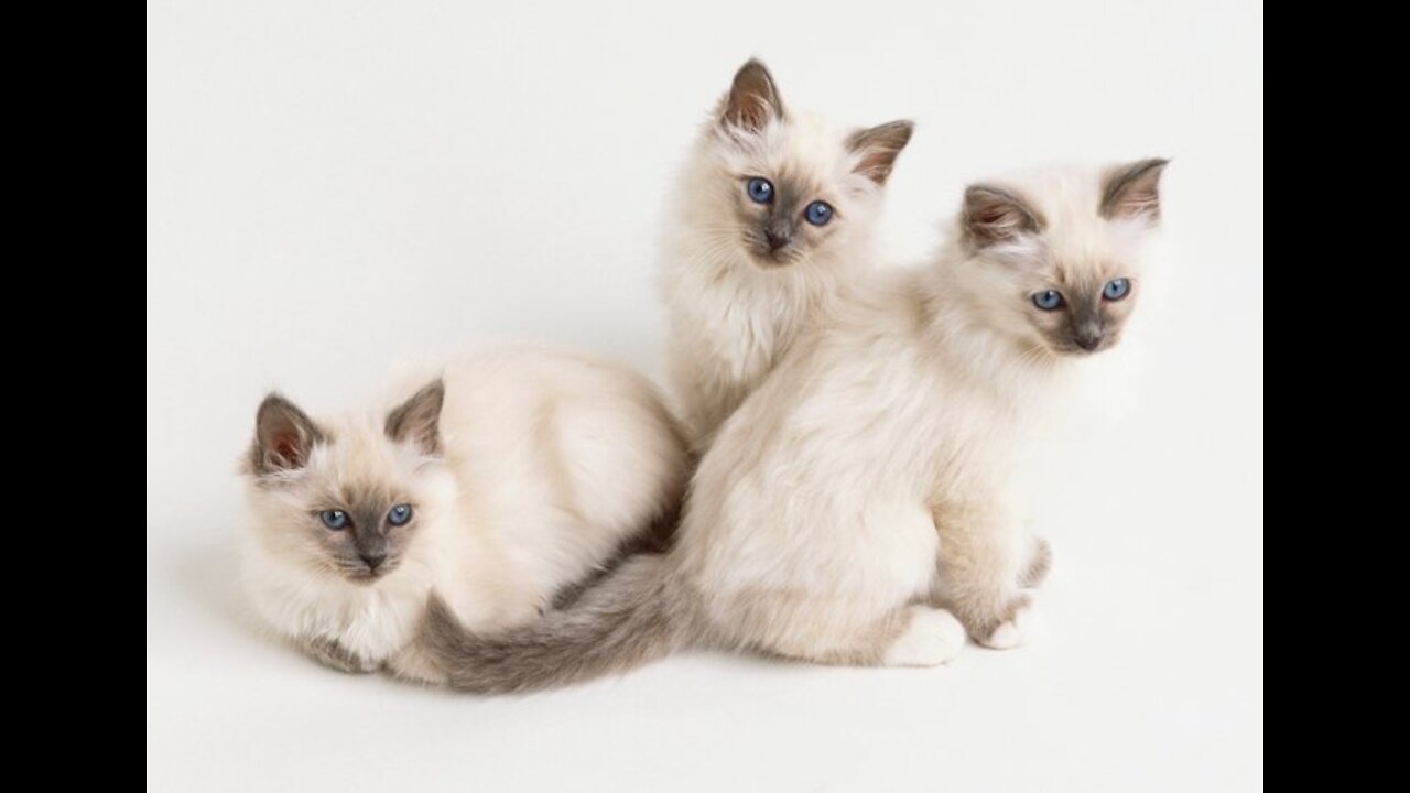 Fun facts about Birman cats 🐈🐱🐈