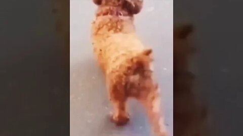 Funny animals I can't help but laugh #shorts #animals #funny #ytshorts #cats #dogs #pets #perros