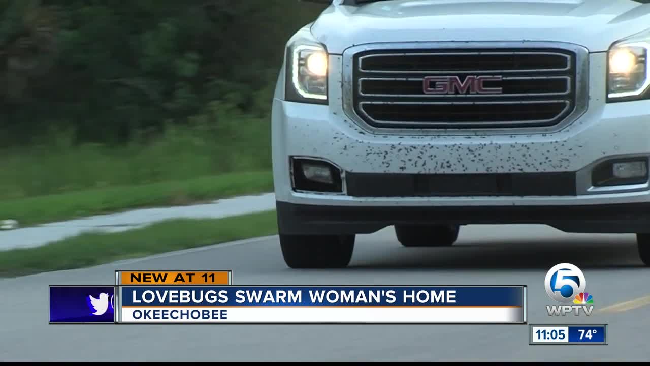 Okeechobee County residents say they're seeing more lovebugs