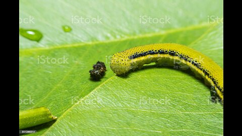 The beautiful caterpillar insect