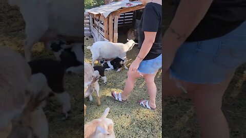 #goats #farmlife #farm shorts