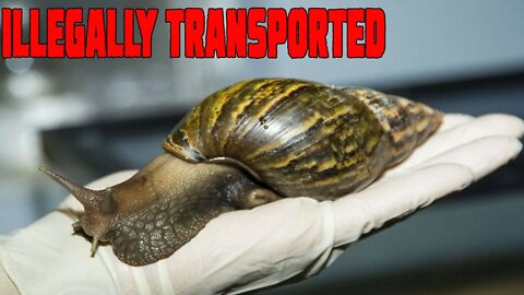 African Snails Smuggled in luggage at German Airport