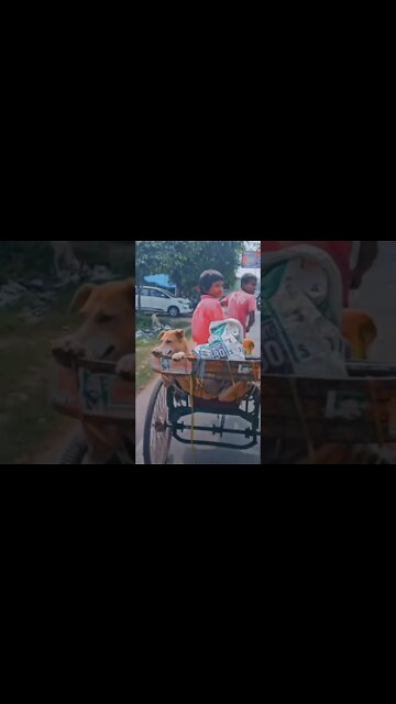 One loyal Dog friend is worth more than 1000 fake friends