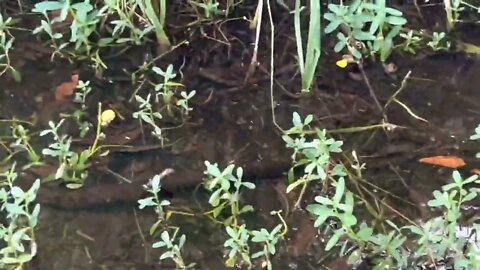 Catch rare ornamental fish in flooded ditches * 6