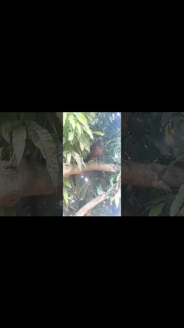 Jacu em cima da árvore Jacuaçu