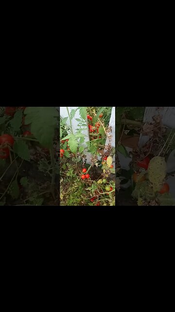 cherries are popping