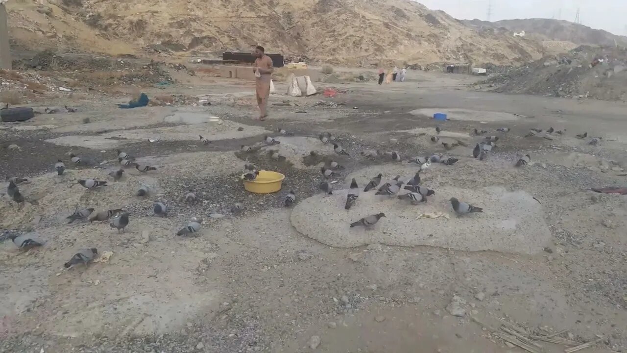 Makkah: Pigeons are enjoying the evening meal, MashAllah