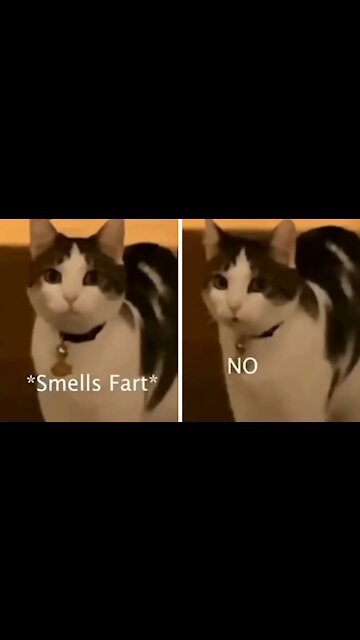 Cat Hears Sounds Of Puns And Will Check To Find Out What It Was