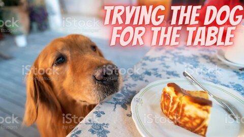 The dog and the dining table