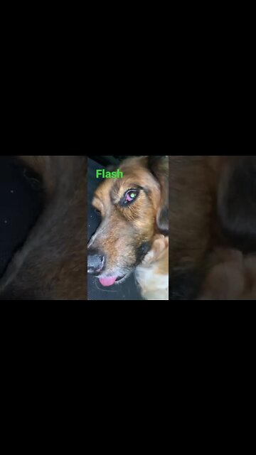 [Shorts 0089] FLASH [#dogs #doggos #doggies #puppies #dogdaycare]