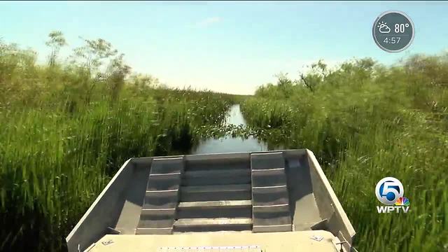 High water levels a threat to wildlife in the Everglades