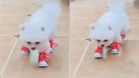 A Cute Puppy Tries To Walk With Shoes