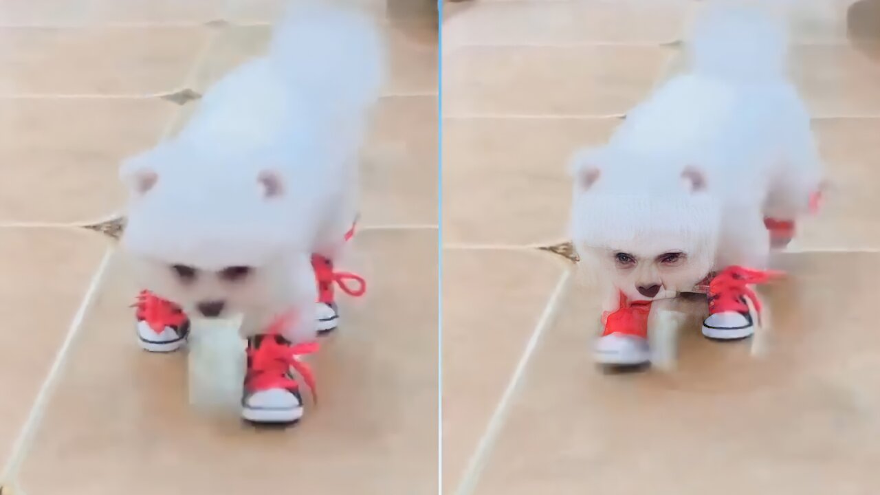 A Cute Puppy Tries To Walk With Shoes