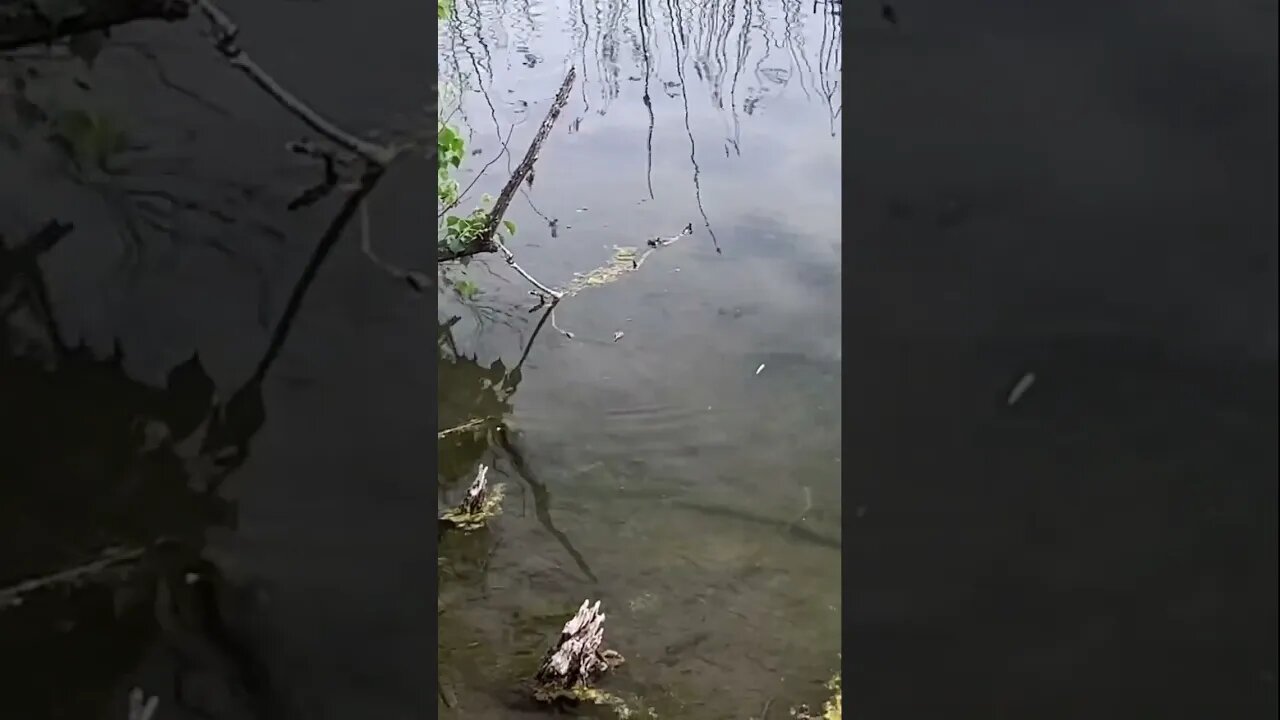 Clear water Froggin’. #fishing #bass #bassfishing #frogfishing