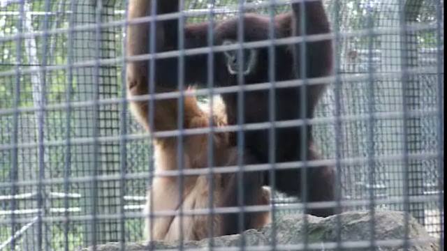 Hilarious Case Of Monkey Business