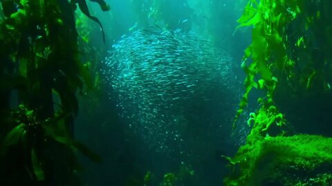 Beautiful Under Sea And Fish