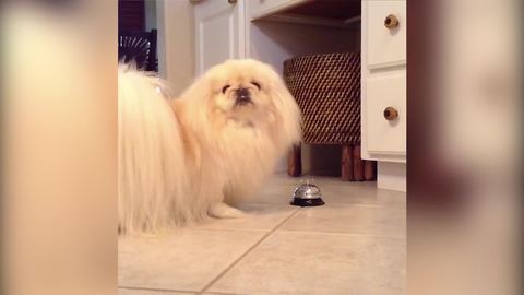 "Smart Pekingese Rings For Treats"