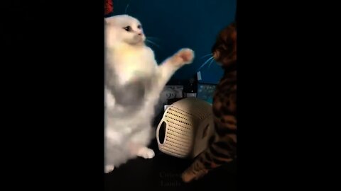 Try Not To Laugh To These Cute And Funny Pets - Pets Compilation