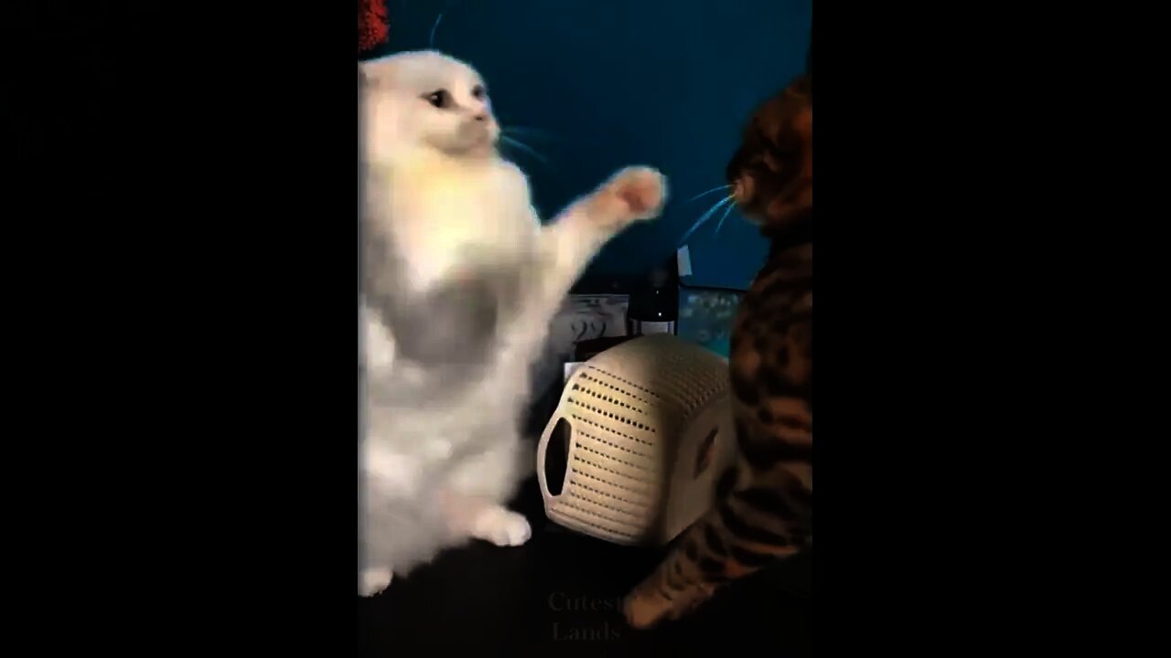 Try Not To Laugh To These Cute And Funny Pets - Pets Compilation