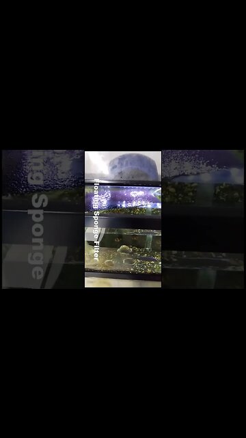 Floating Sponge Filter #shorts